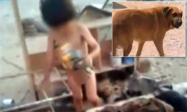 Balita Disusui Anjing setelah Ditelantarkan Ibunya yang Suka Mabuk